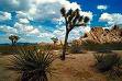 Joshua Tree National Park