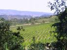 Napa Valley Day Trips