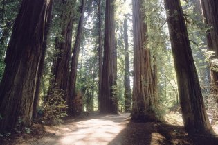 California's Redwood National Park