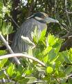 Bahamas Lucaya National Park